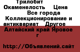 Трилобит Asaphus. Окаменелость. › Цена ­ 300 - Все города Коллекционирование и антиквариат » Другое   . Алтайский край,Яровое г.